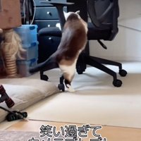 椅子に寄りかかって回る猫