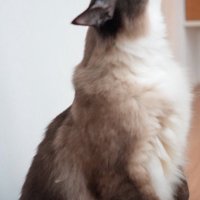 飼い主からおやつを貰うラグドール