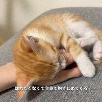 手の上で眠る子猫