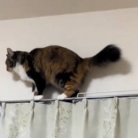 カーテンレールの上で前を見ている猫