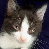 ハチワレ子猫（アップ）