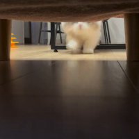 ソファの目の前まで走ってきた猫