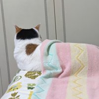タオルケットをかけた猫