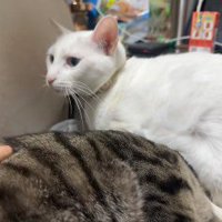 動かない猫