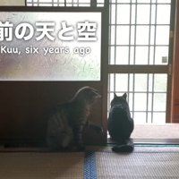 しっぽで遊ぶ猫さん