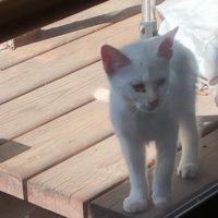 野外の木の板の上にいる子猫