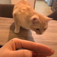 テーブルの上に登る猫2