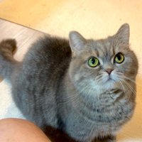 見上げる猫