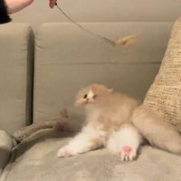 猫じゃらしで遊んでいる子猫