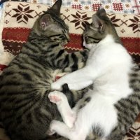 向かい合って眠る2匹の子猫