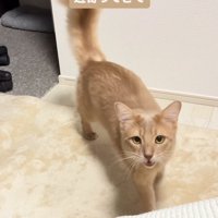 鳴きながら飼い主に近づく猫