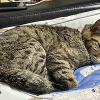 横になる猫