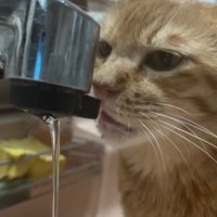 蛇口に顔を近づける猫