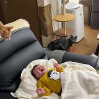 泣いている赤ちゃんと猫たち