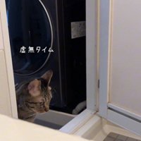 うつむいている猫