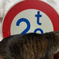 道路標識と猫