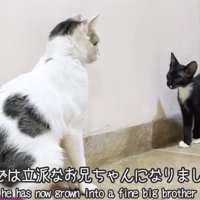 先住猫と子猫