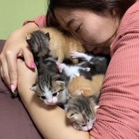 子猫たちを抱きしめる人