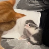茶トラ猫を目の前にイカ耳の子猫