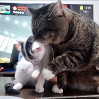 毛繕いしてあげる猫