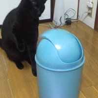 ゴミ箱を見つめる猫