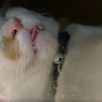 ハウスにいる猫