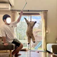 ジャンプする子猫