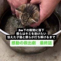お風呂で洗われる子猫