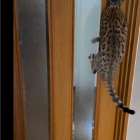 扉に掴まっている猫