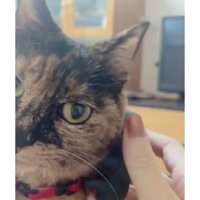 ブラッシングされている猫