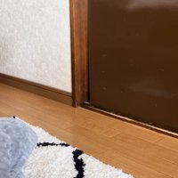 手を引っ込める猫