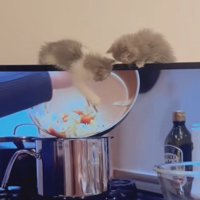 テレビにじゃれつく2匹のミヌエットの子猫