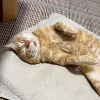 仰向け猫