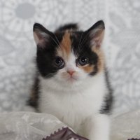 座っている子猫