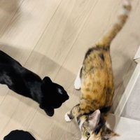 三毛猫に近寄る黒猫