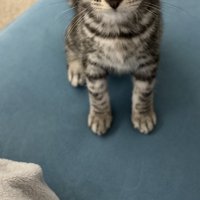 座っている子猫