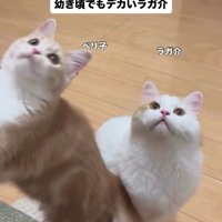 立ち上がる猫