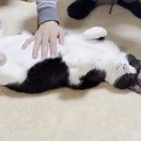 お腹をなでられて目を細める猫