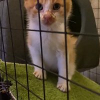 カラーをつけた子猫