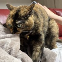 毛布の端を咥えながら、飼い主の顔の上で毛布を揉むサビ猫