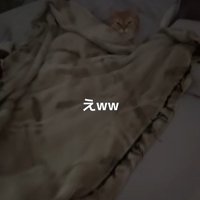 布団に入った猫