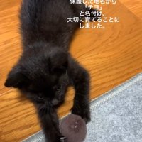 寝そべる子猫