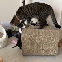 子猫の耳元を噛もうとしている猫