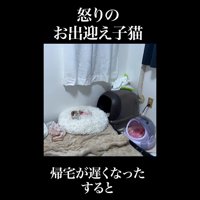 猫ベッド