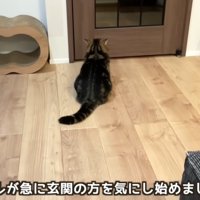 ドアの前で待っている猫