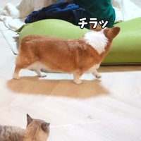 チラッ