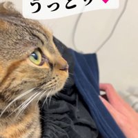 猫の横顔