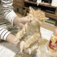 粉まみれの子猫