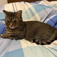 室内にいる猫