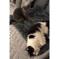 寝ている猫たち